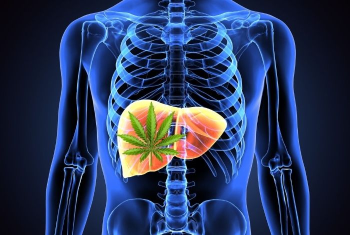 Olejek CBD na marskość wątroby