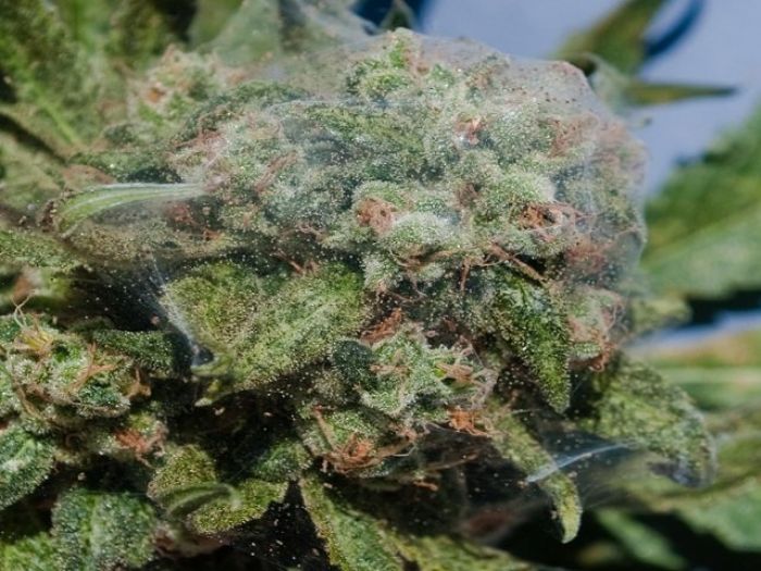 uprawa outdoor marihuany