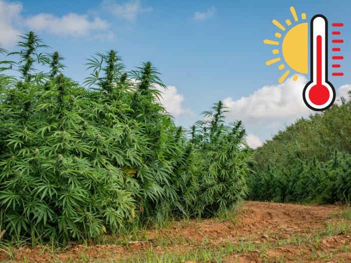 uprawa outdoor marihuany