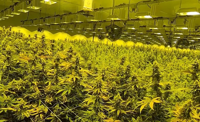 największe rośliny marihuany