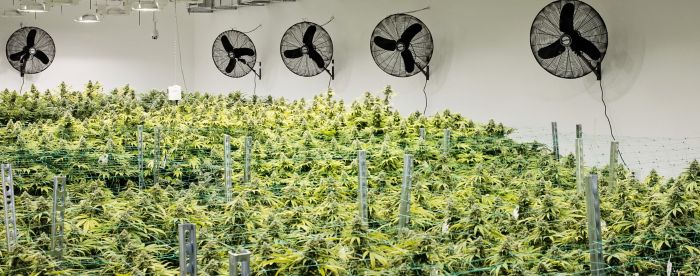 uprawa marihuany indoor vs outdoor
