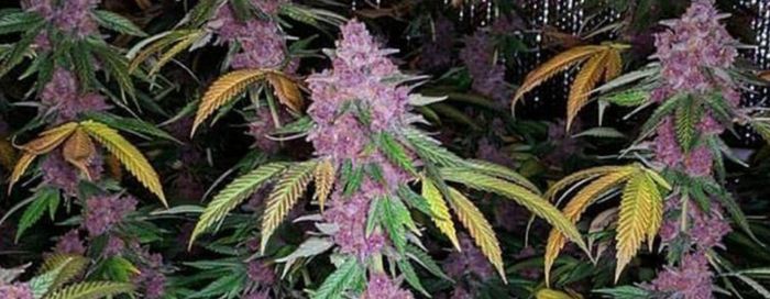 Kush Haze Skunk typy marihuany