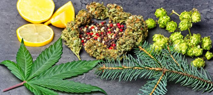 terpeny konopi