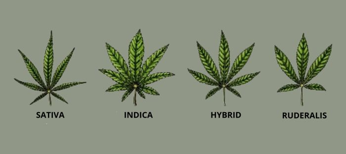 sativa indica hybryda ruderalis