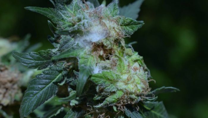 spleśniałe topy marihuany