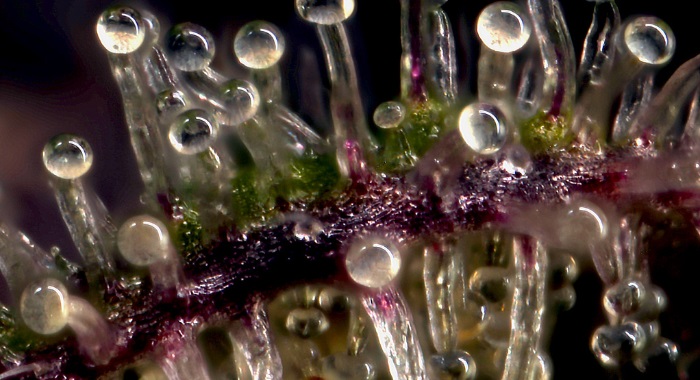 Trichomy marihuany