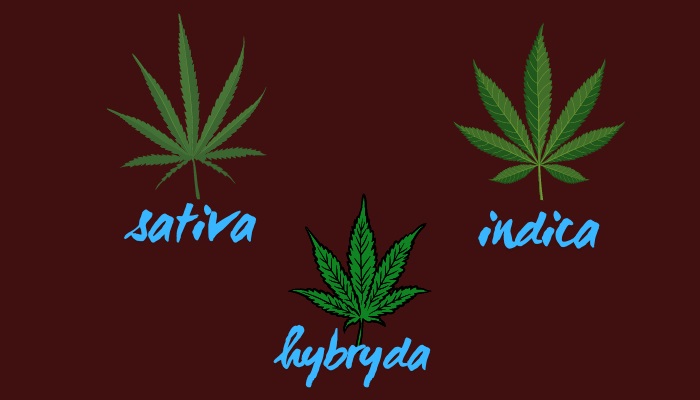 hybrydowe odmiany marihuany