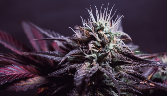 kwitnienie marihuany