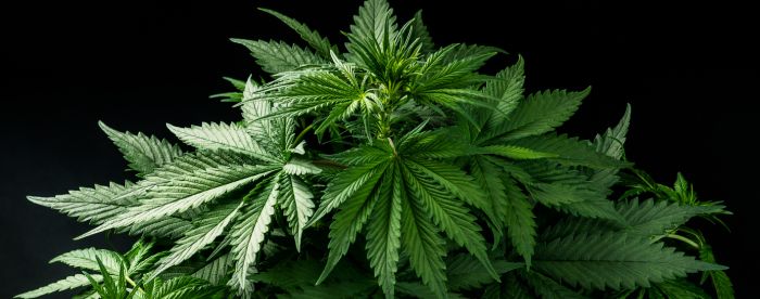 uprawa marihuany indoor vs outdoor