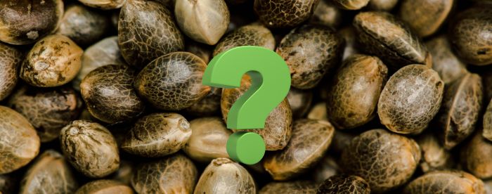 uprawa marihuany indoor vs outdoor