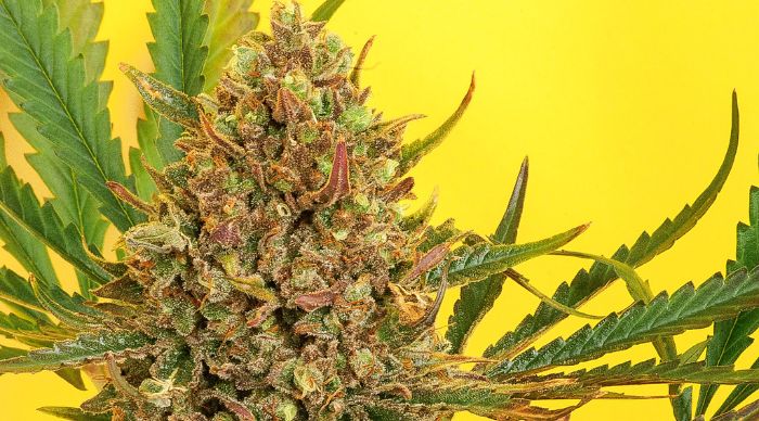 odmiana marihuany kush i haze