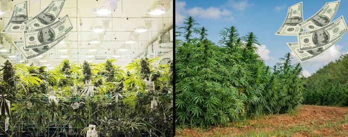 uprawa marihuany indoor vs outdoor