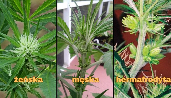 rośliny konopi męska żeńska i hermafrodyta