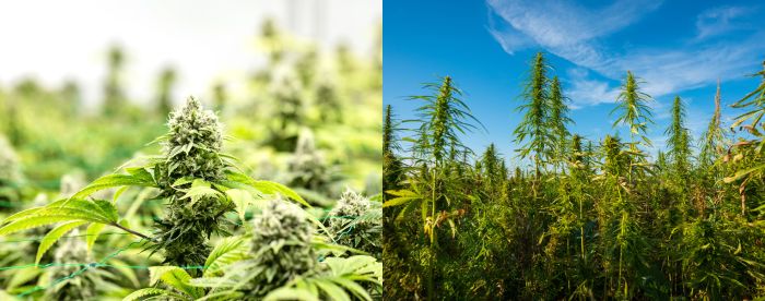 uprawa marihuany indoor vs outdoor