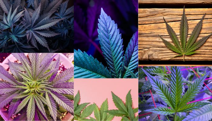 liście marihuany