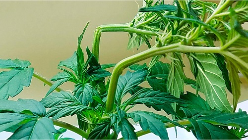 Super Cropping marihuany