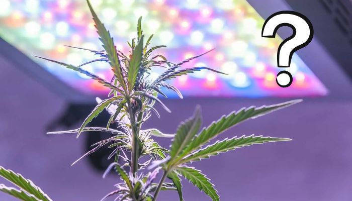 lampy do uprawy marihuany