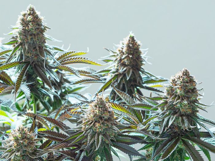 niskie odmiany marihuany