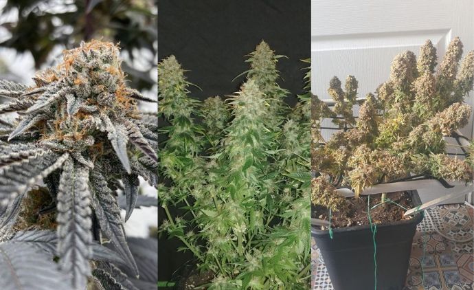 Odmiany automatyczne outdoor