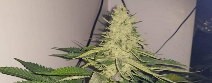 odmiana cannabis ruderalis