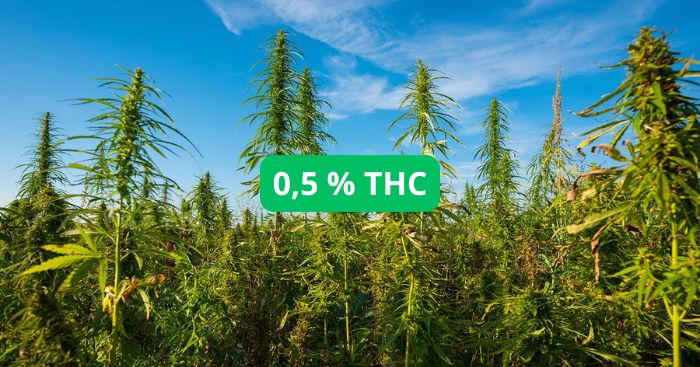 konopie przemysłowe