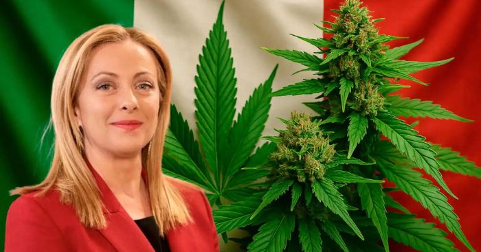 konopie we włoszech