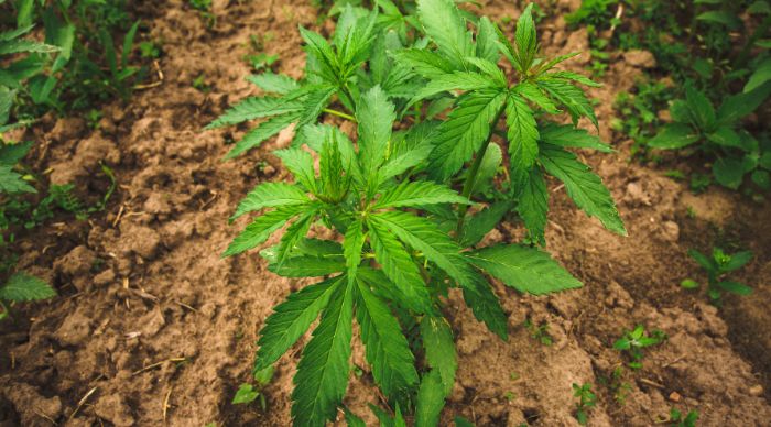 odmiana marihuany kush i haze