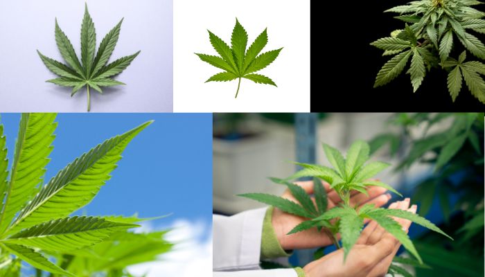 liście marihuany