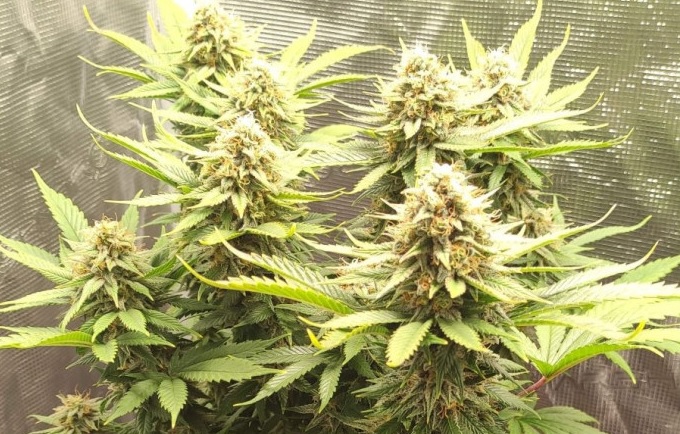 najmocniejsza odmiana marihuany na świecie