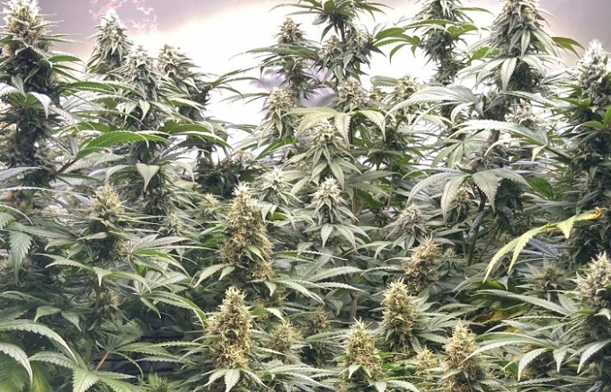 najmocniejsza odmiana marihuany na świecie