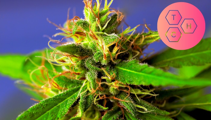 roślina marihuany z wysokim poziomem thc