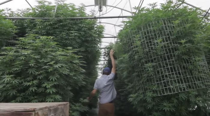 największe rośliny na świecie marihuany