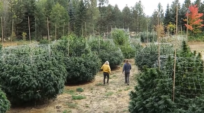 największe rośliny marihuany