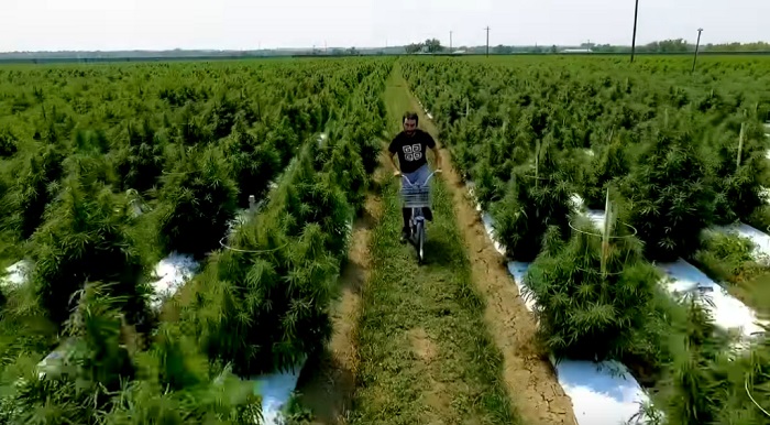 największe rośliny marihuany