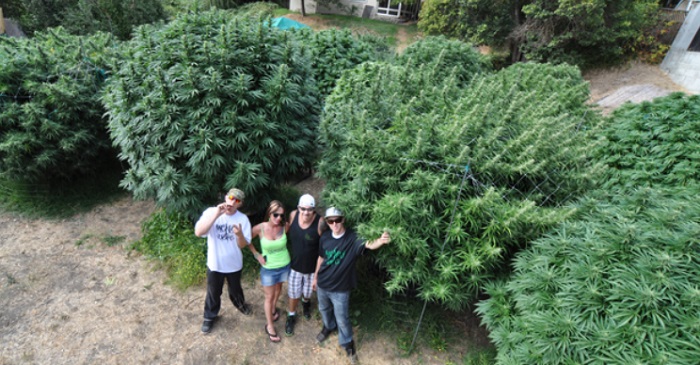 duże rośliny marihuany