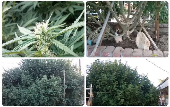 największy krzak marihuany