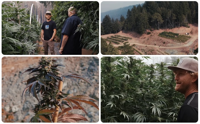 największe rośliny marihuany