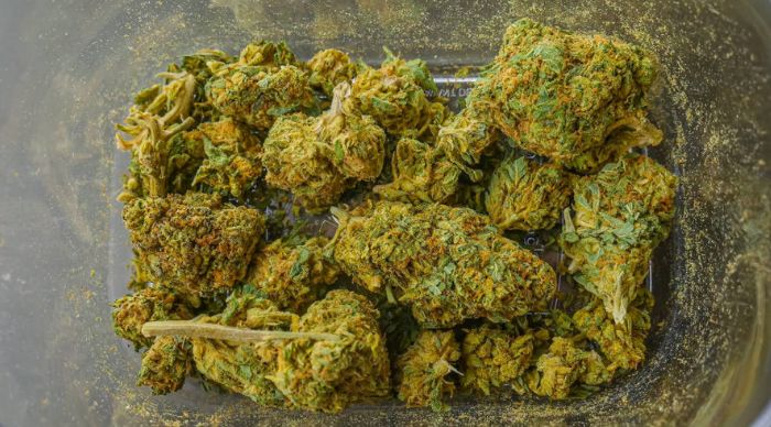 odmiana marihuany kush i haze