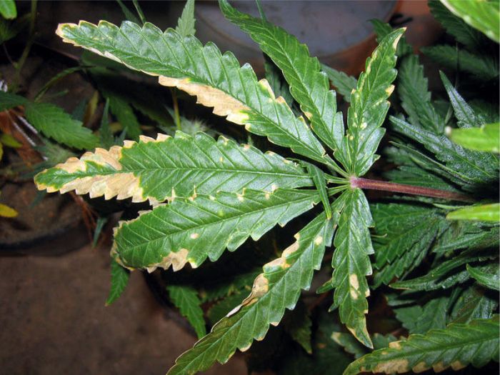 popalony liść marihuany