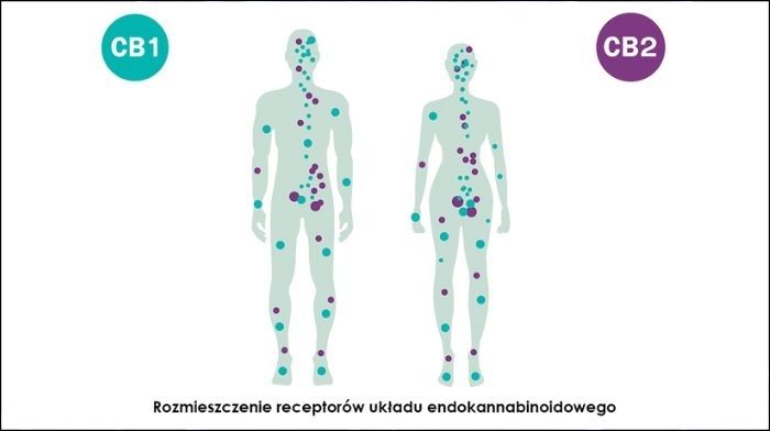 olejek cbd na jelito drażliwe