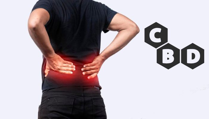 olejek cbd na rwę kulszową