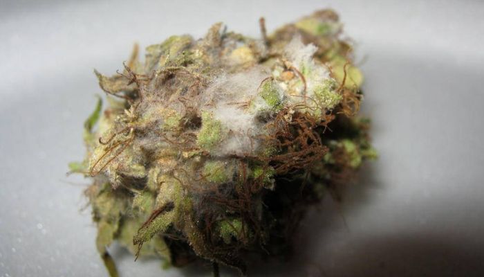 spleśniałe topy marihuany