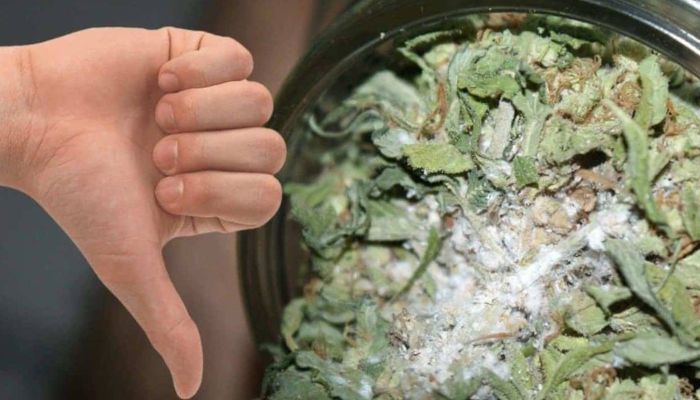 spleśniałe kawiaty marihuany