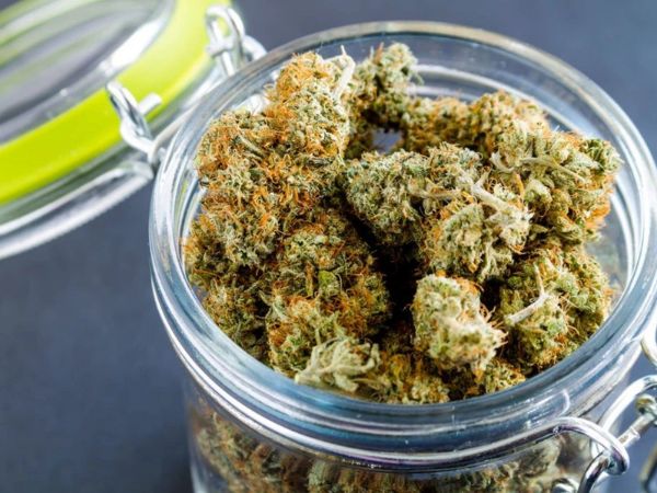 suszone kwiaty konopi