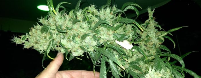 Kush Haze Skunk typy marihuany