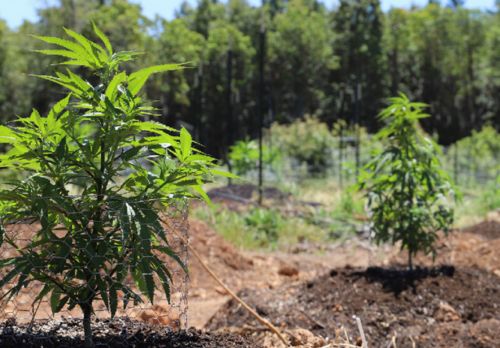 wysadzanie roślin na outdoor