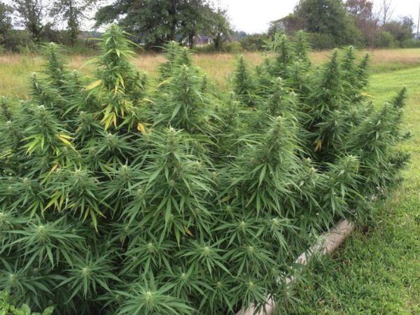 uprawa konopi na dworze