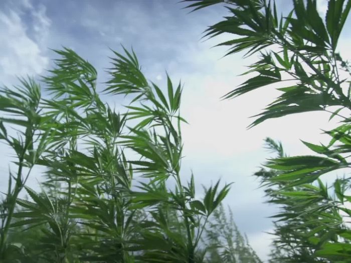uprawa outdoor marihuany