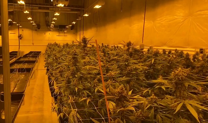 plantacja indoor marihuany medycznej