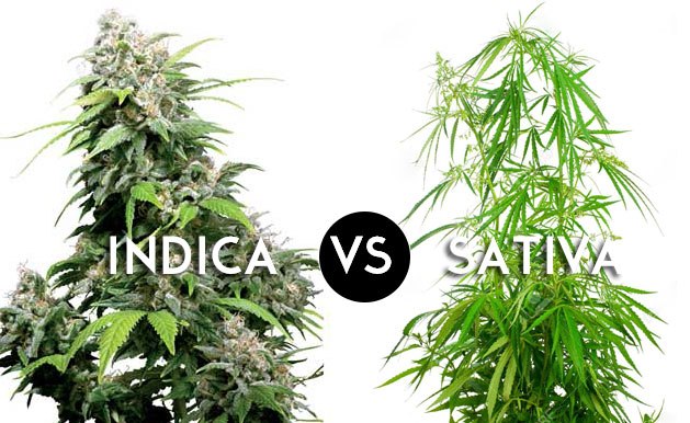 sativa indica czym się różnią